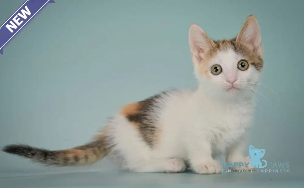 Glasha Munchkin female black tortie bicolour tabby live animals