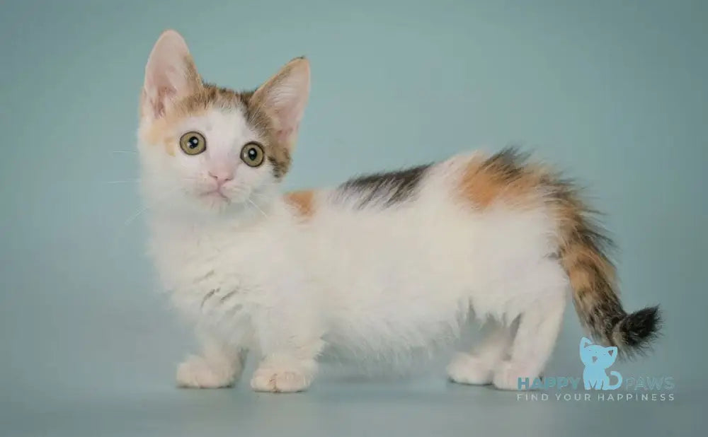 Glasha Munchkin female black tortie bicolour tabby live animals