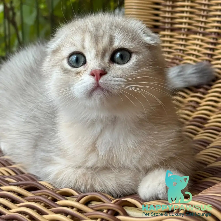 Glasha Scottish Fold female blue golden shaded - live animals