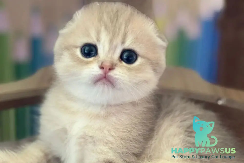 Glasha Scottish Fold female blue golden shaded - live animals
