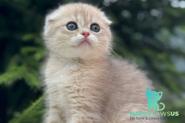 Glasha Scottish Fold female blue golden shaded - live animals