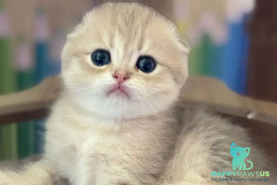 Glasha Scottish Fold female blue golden shaded - live animals