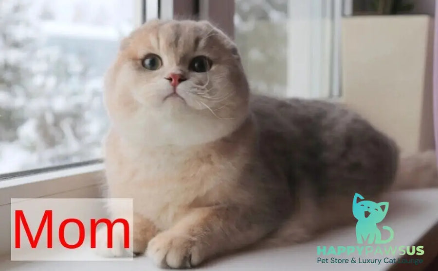 Glasha Scottish Fold female blue golden shaded - live animals