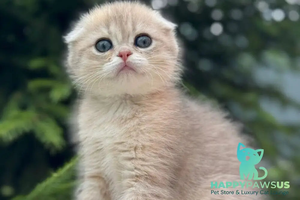 Glasha Scottish Fold female blue golden shaded - live animals
