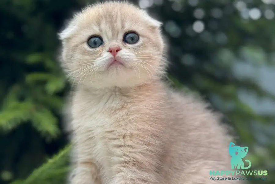 Glasha Scottish Fold female blue golden shaded - live animals