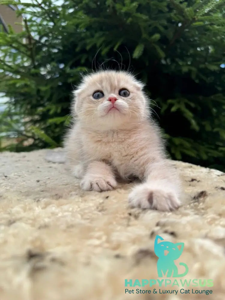 Glasha Scottish Fold female blue golden shaded - live animals