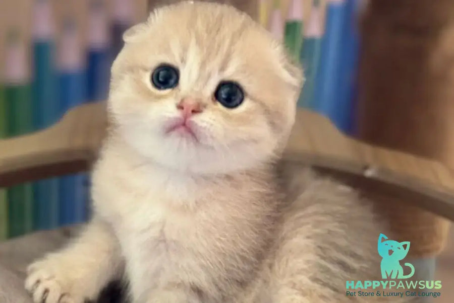 Glasha Scottish Fold female blue golden shaded - live animals