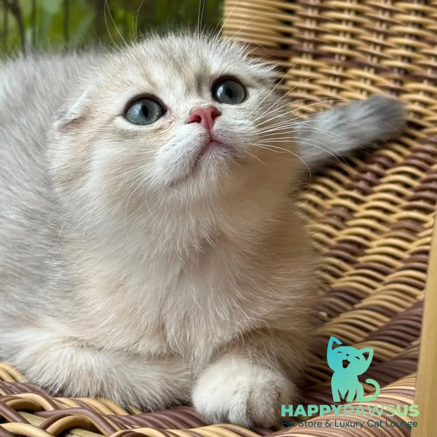 Glasha Scottish Fold female blue golden shaded - live animals