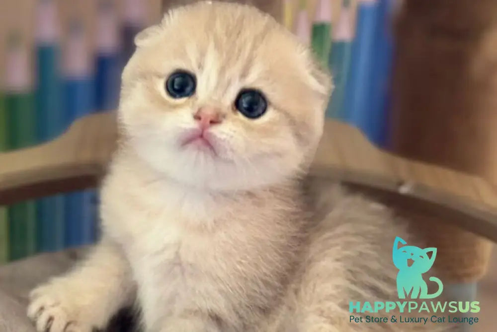 Glasha Scottish Fold female blue golden shaded - live animals