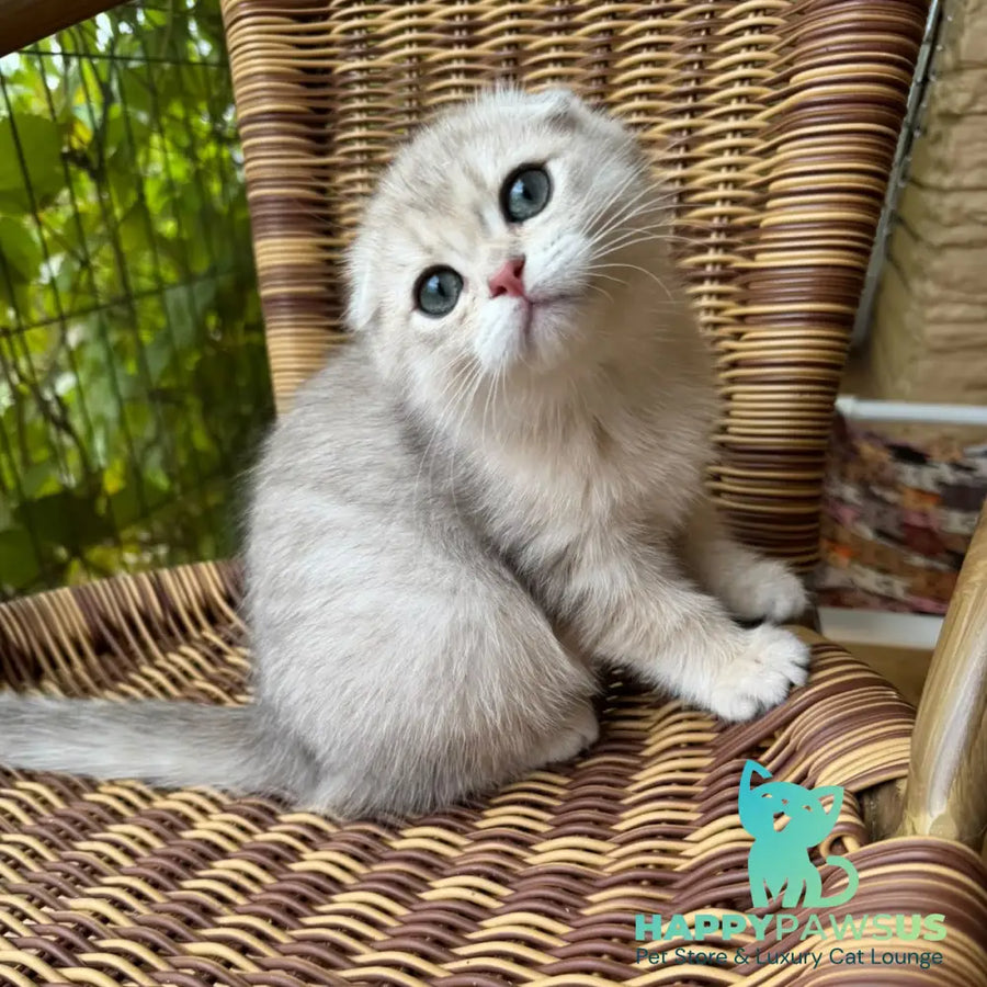 Glasha Scottish Fold female blue golden shaded - live animals