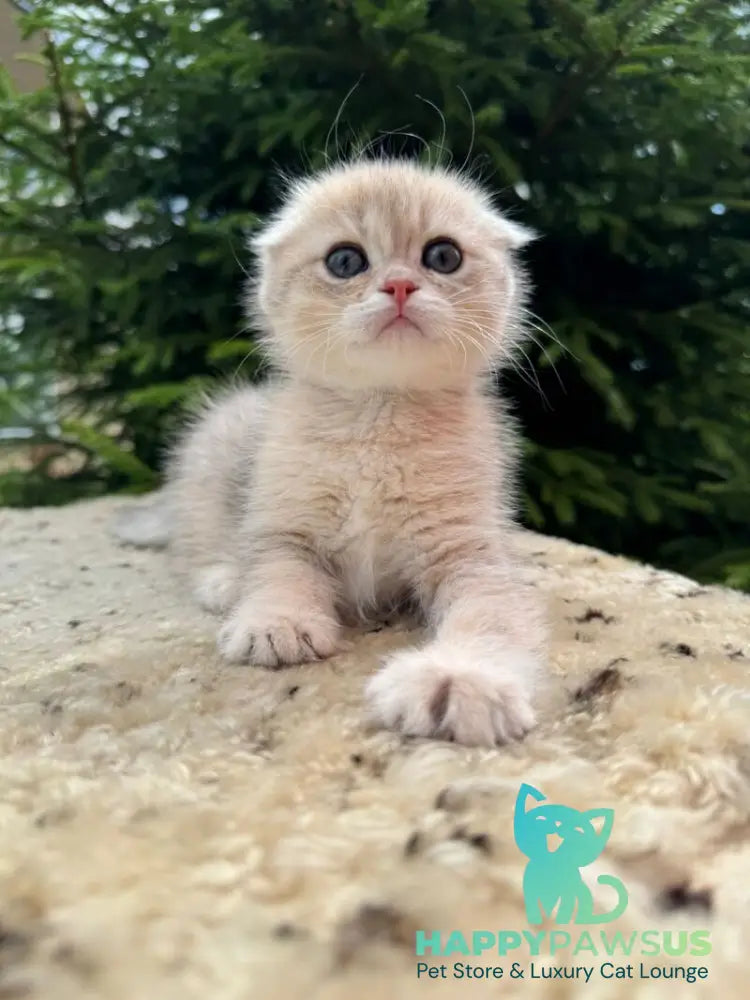 Glasha Scottish Fold female blue golden shaded - live animals