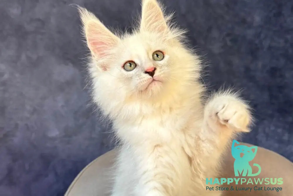Glen Ellen Maine Coon female black tortie silver shaded - live animals