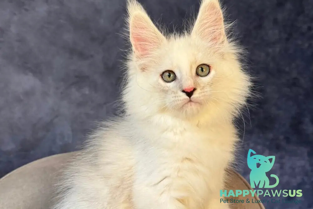 Glen Ellen Maine Coon female black tortie silver shaded - live animals
