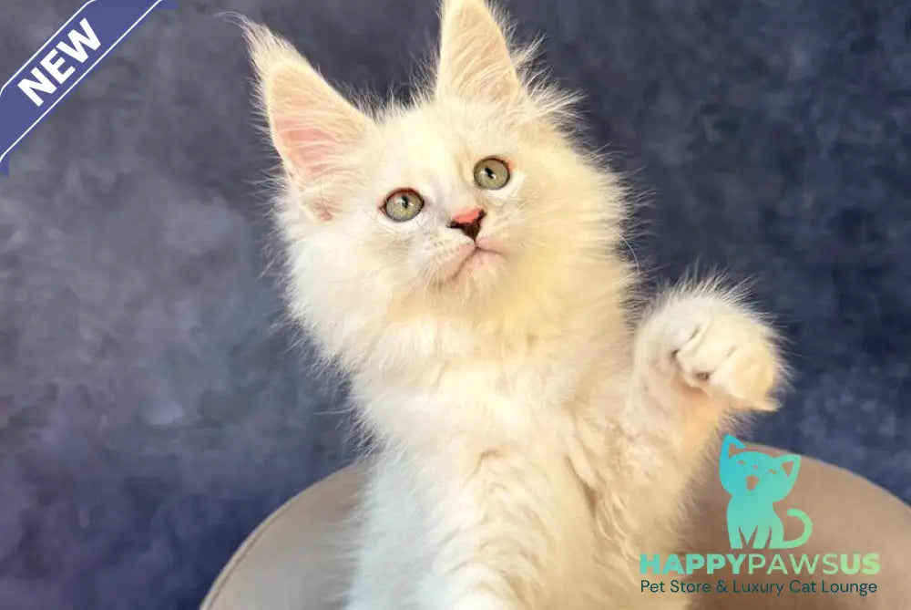 Glen Ellen Maine Coon female black tortie silver shaded - live animals