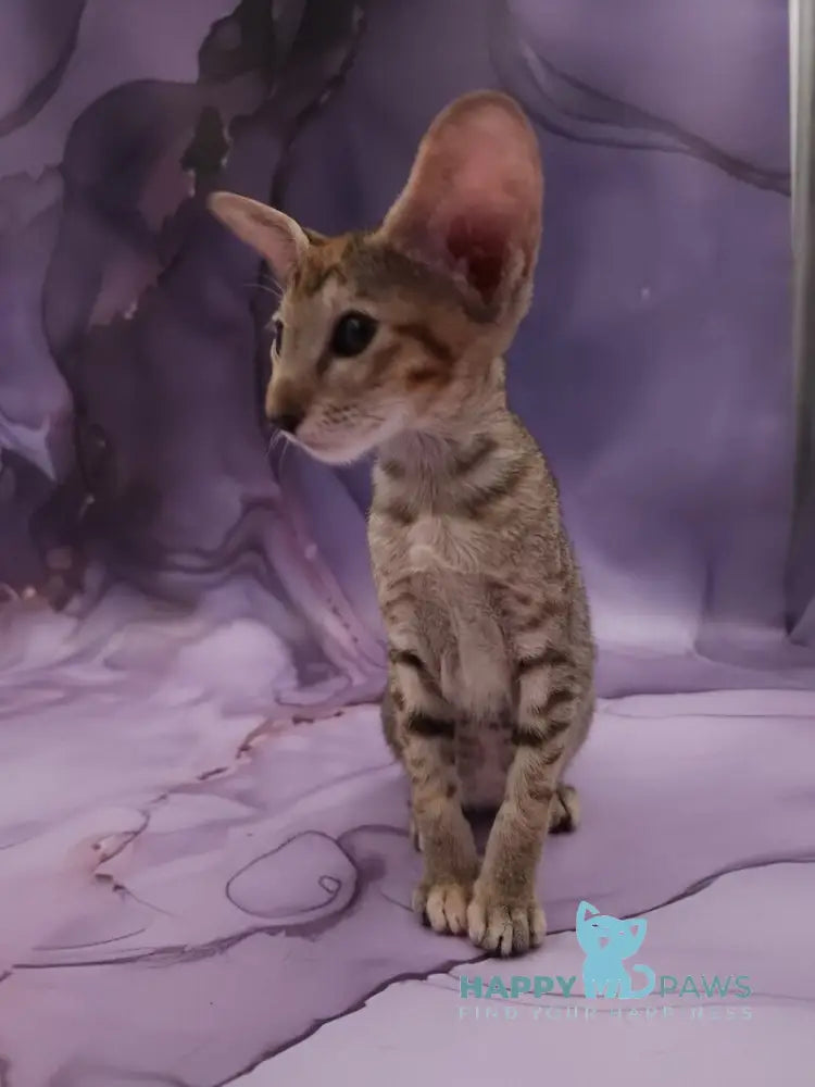 Glenna Oriental Shorthair female black tortie spotted tabby live animals