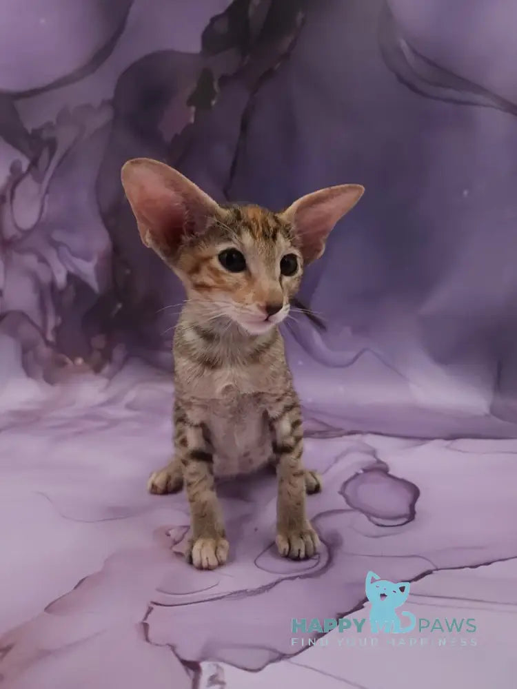 Glenna Oriental Shorthair female black tortie spotted tabby live animals