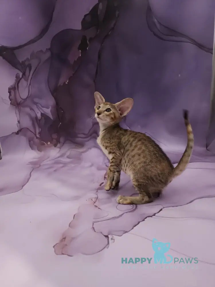 Glenna Oriental Shorthair female black tortie spotted tabby live animals