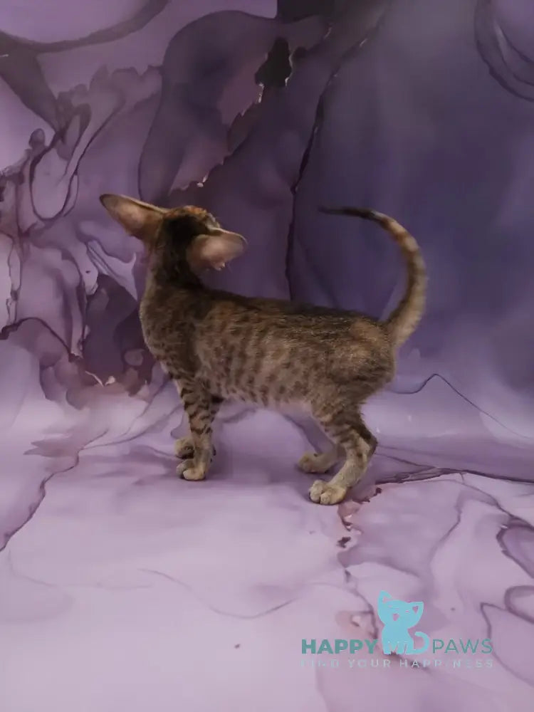 Glenna Oriental Shorthair female black tortie spotted tabby live animals