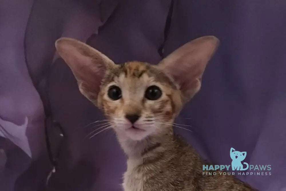 Glenna Oriental Shorthair female black tortie spotted tabby live animals