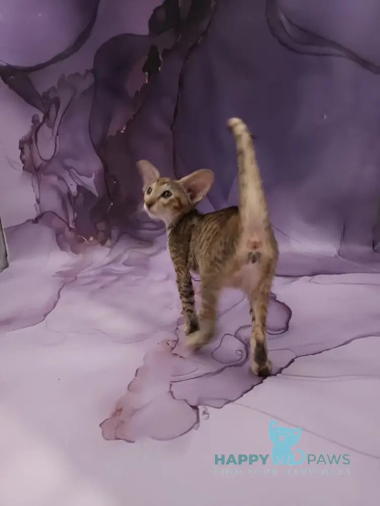 Glenna Oriental Shorthair female black tortie spotted tabby live animals