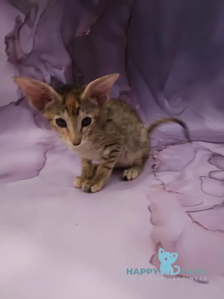 Glenna Oriental Shorthair female black tortie spotted tabby live animals