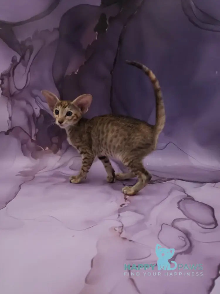 Glenna Oriental Shorthair female black tortie spotted tabby live animals