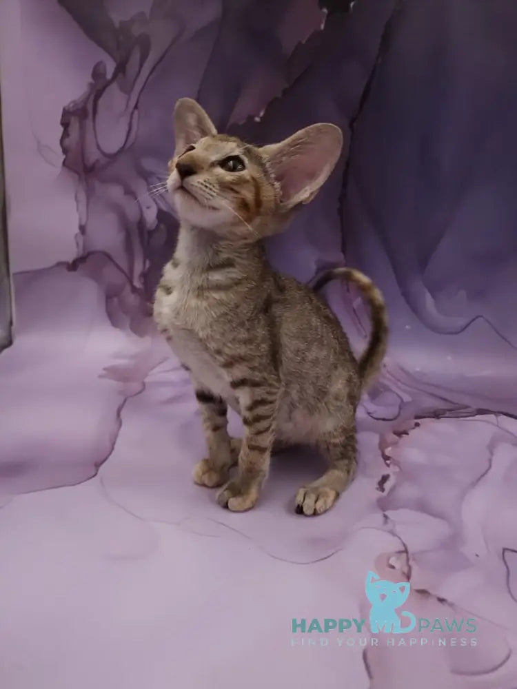 Glenna Oriental Shorthair female black tortie spotted tabby live animals