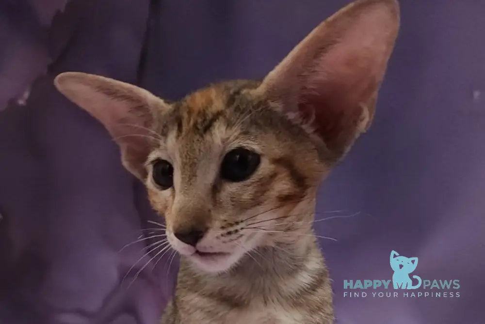 Glenna Oriental Shorthair female black tortie spotted tabby live animals