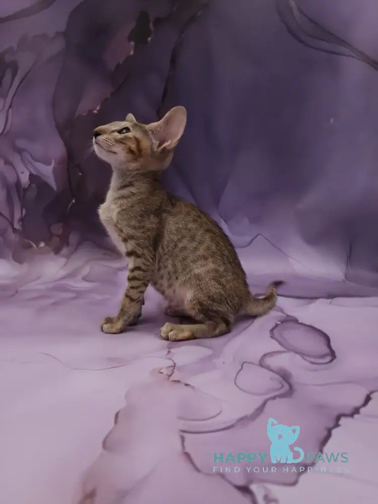 Glenna Oriental Shorthair female black tortie spotted tabby live animals