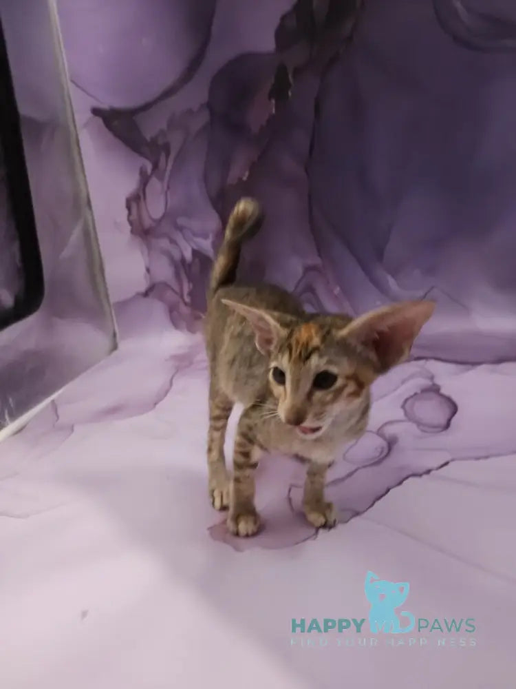 Glenna Oriental Shorthair female black tortie spotted tabby live animals