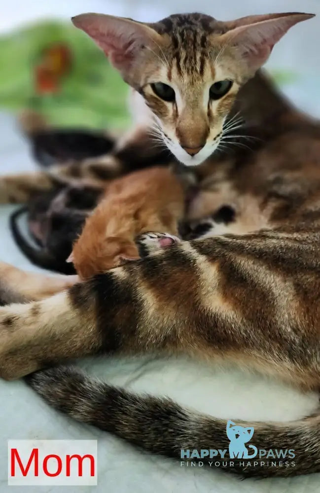 Glenna Oriental Shorthair female black tortie spotted tabby live animals