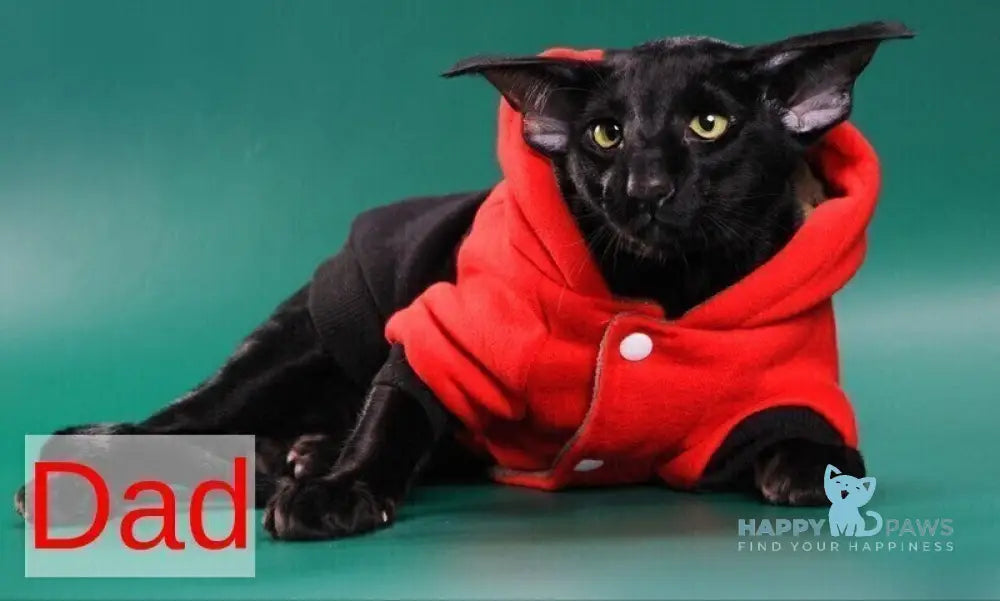 Glenna Oriental Shorthair female black tortie spotted tabby live animals