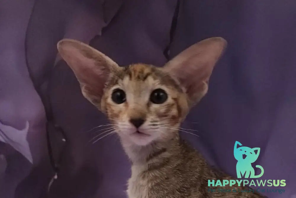 Glenna Oriental Shorthair female black tortie spotted tabby live animals