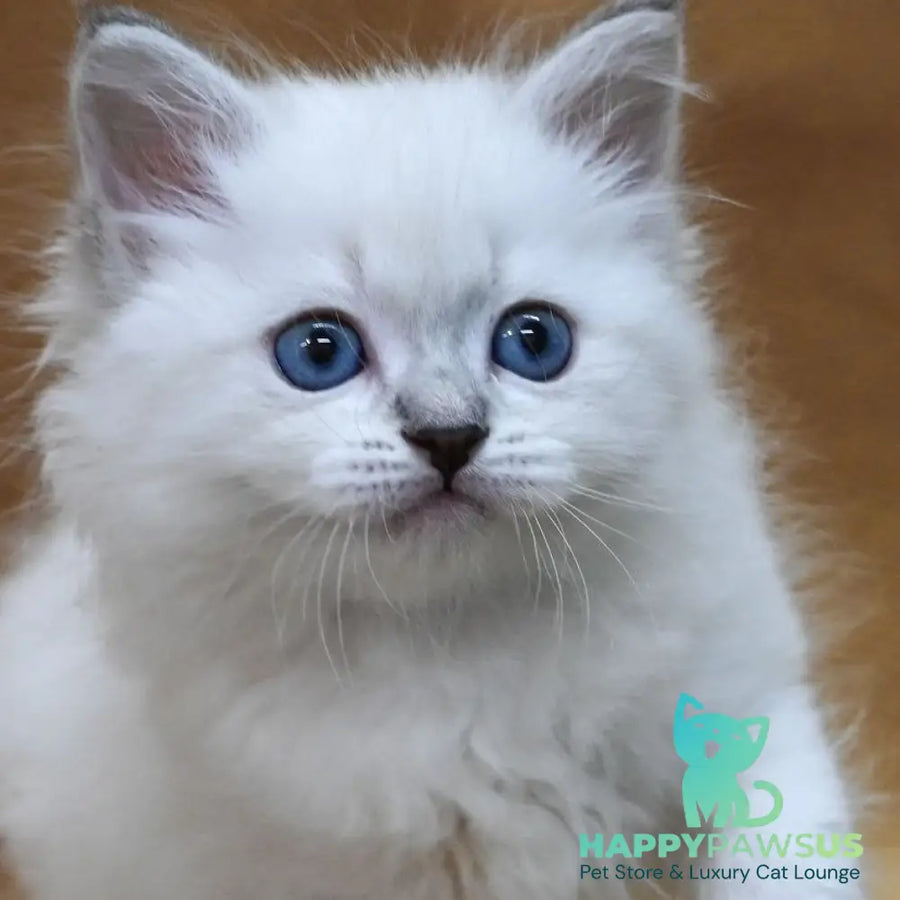 Glint Neva Masquerade male blue tabby pointed - live animals