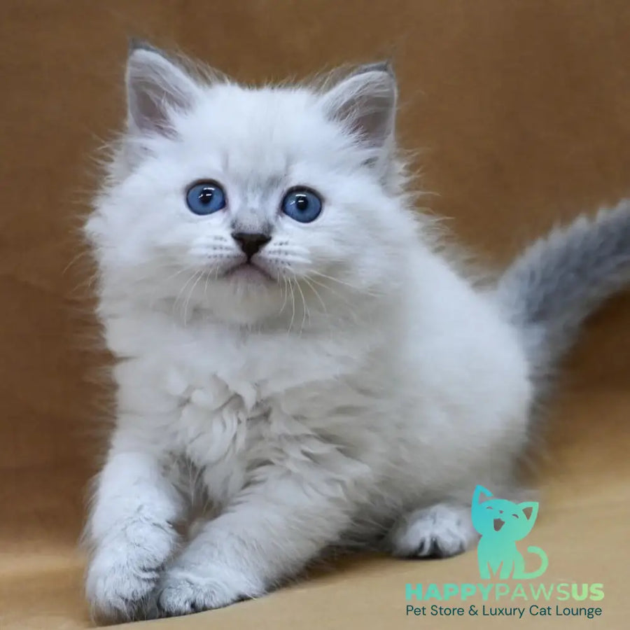 Glint Neva Masquerade male blue tabby pointed - live animals