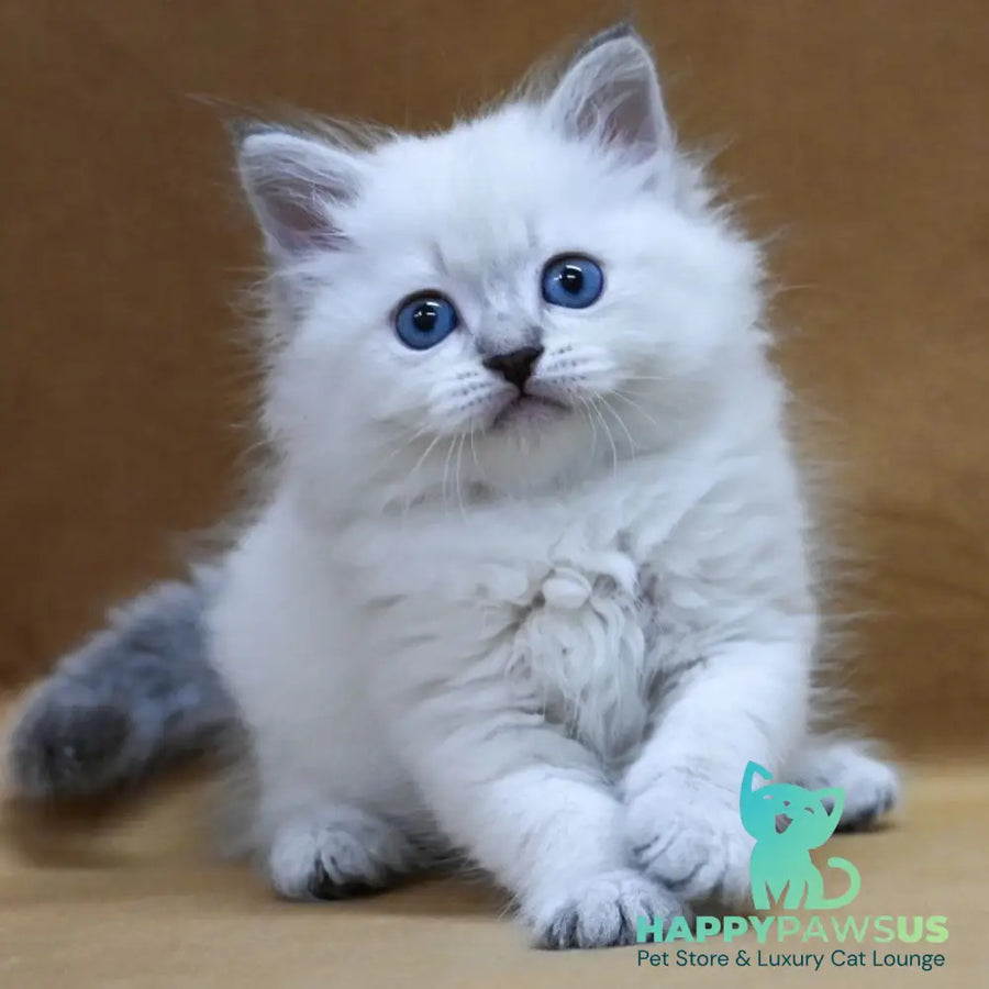 Glint Neva Masquerade male blue tabby pointed - live animals
