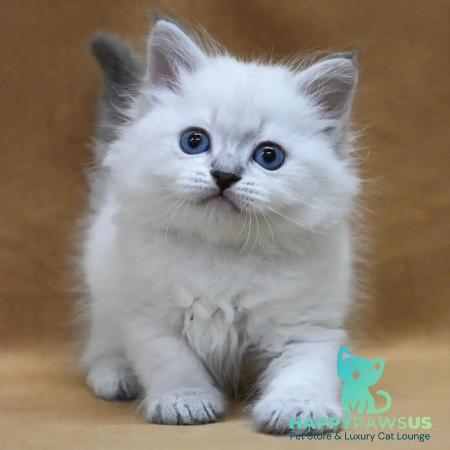 Glint Neva Masquerade male blue tabby pointed - live animals