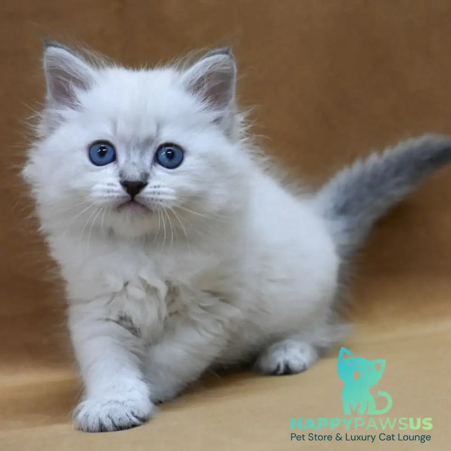 Glint Neva Masquerade male blue tabby pointed - live animals