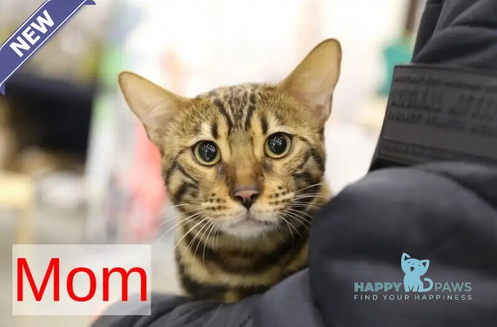 Gloria Bengal female black spotted tabby live animals