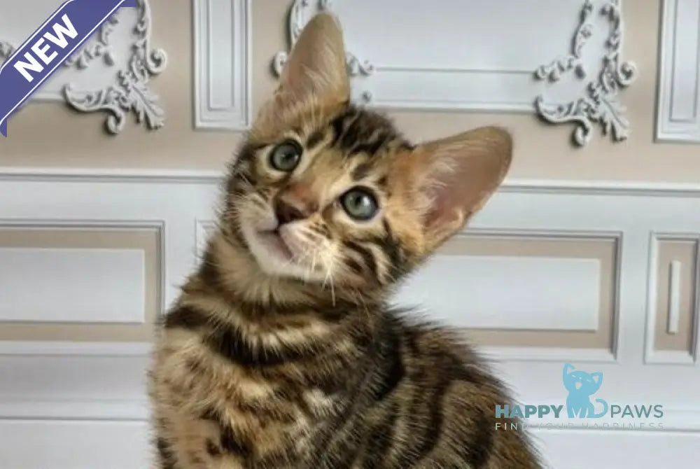 Gloria Bengal female black spotted tabby live animals