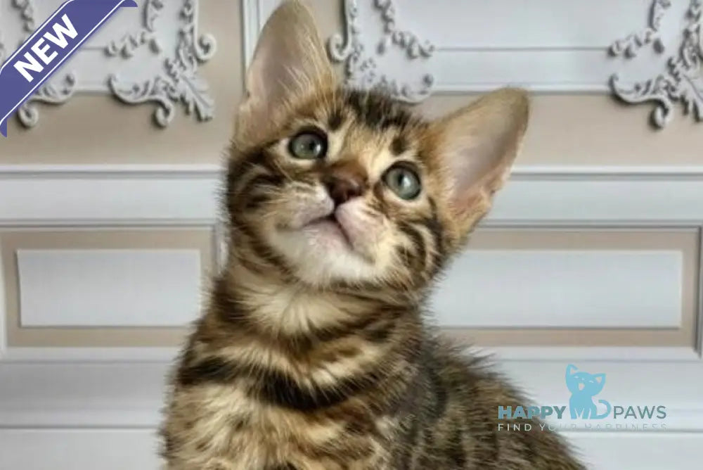 Gloria Bengal female black spotted tabby live animals