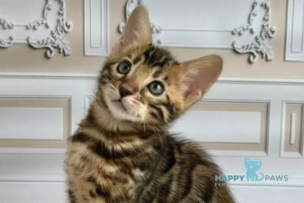 Gloria Bengal female black spotted tabby live animals