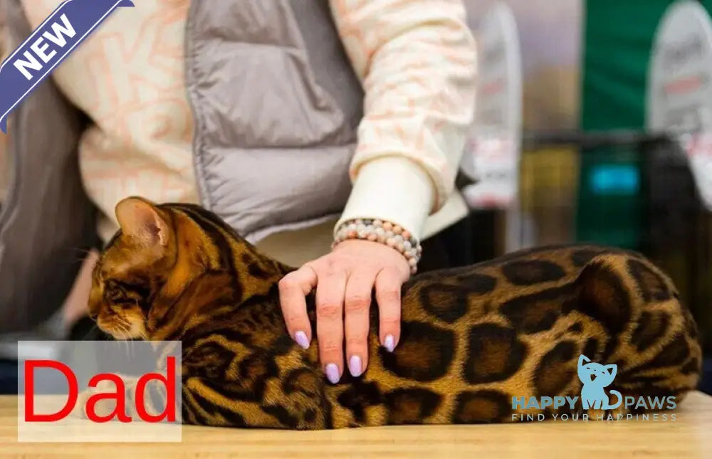 Gloria Bengal female black spotted tabby live animals