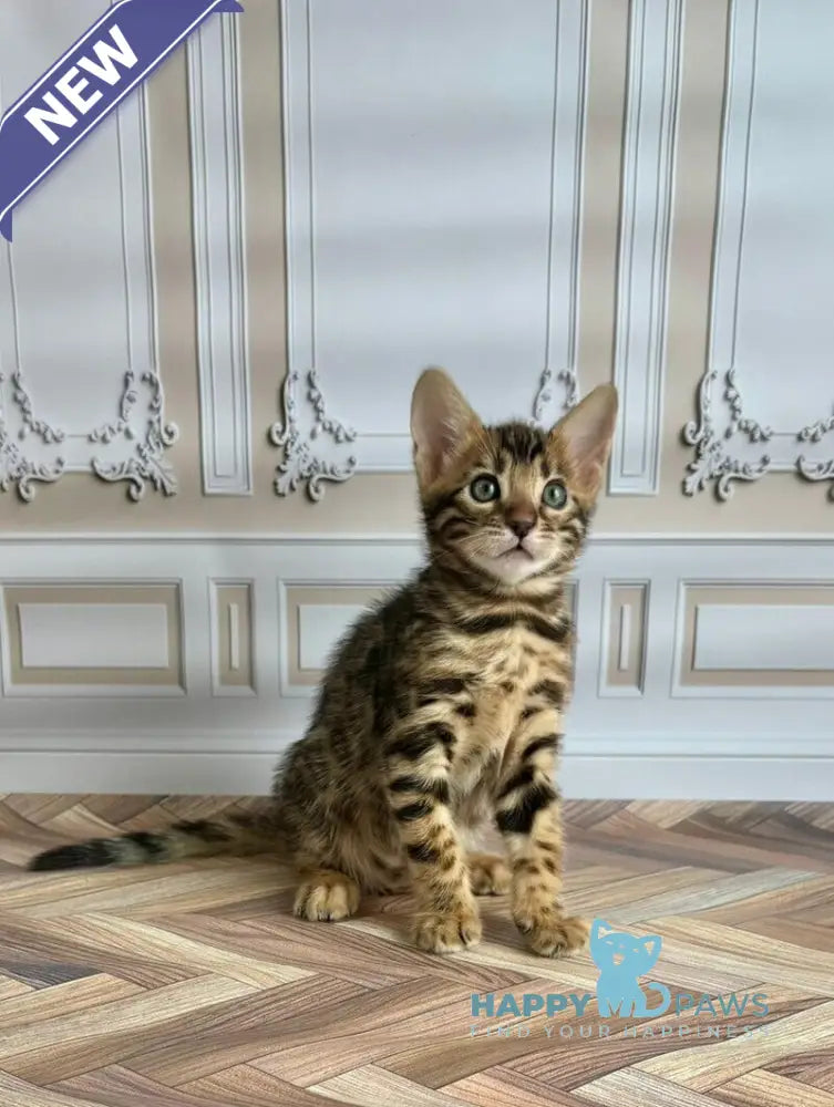Gloria Bengal female black spotted tabby live animals