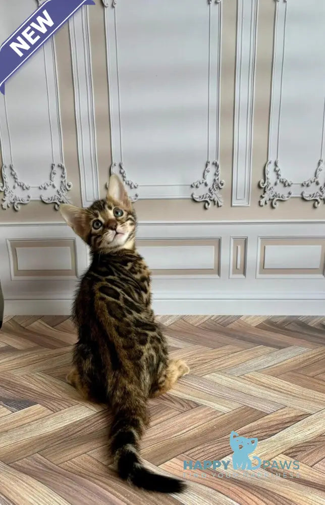 Gloria Bengal female black spotted tabby live animals