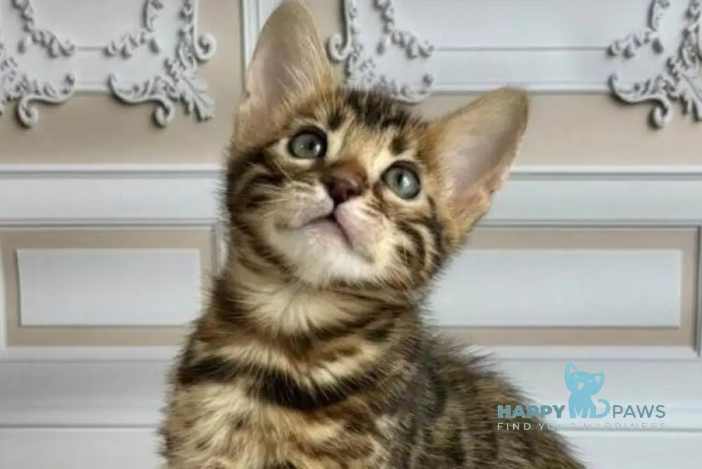 Gloria Bengal female black spotted tabby live animals