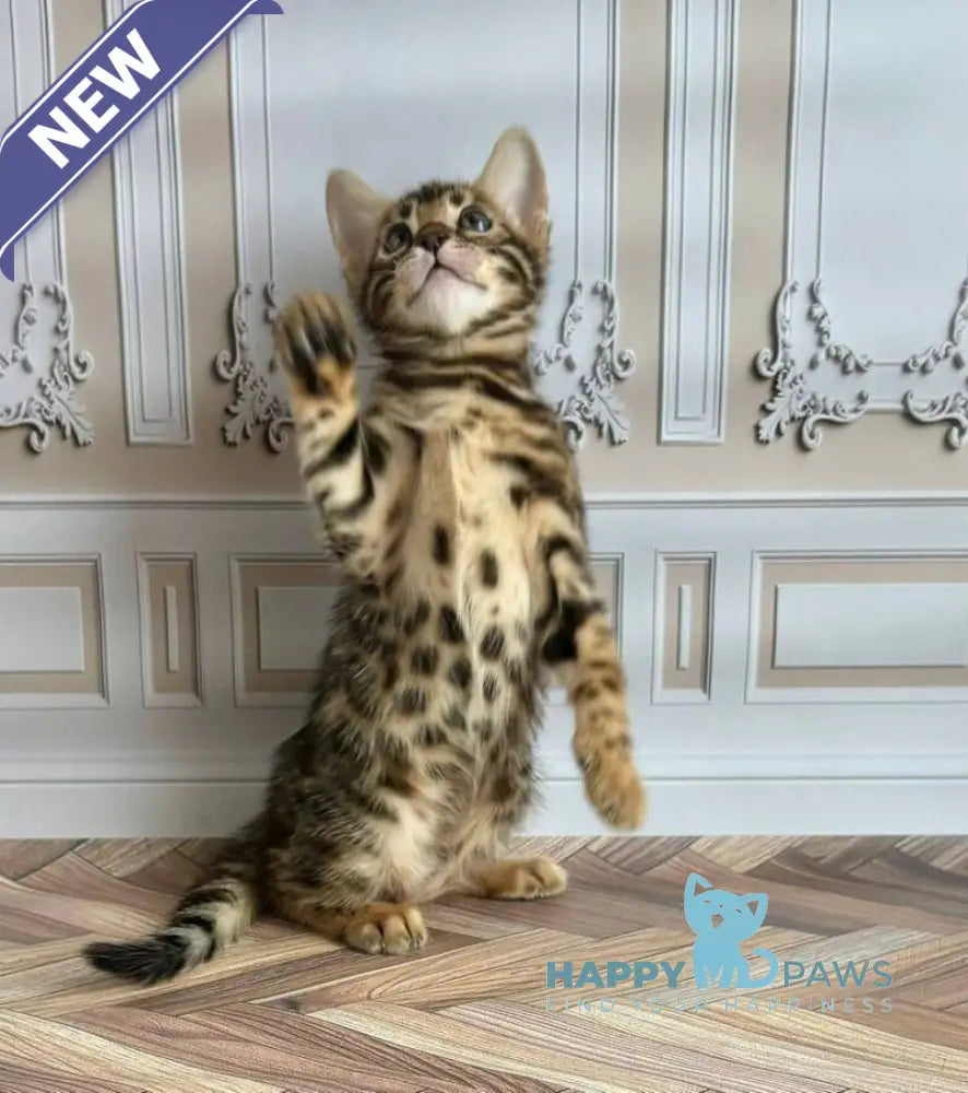Gloria Bengal female black spotted tabby live animals