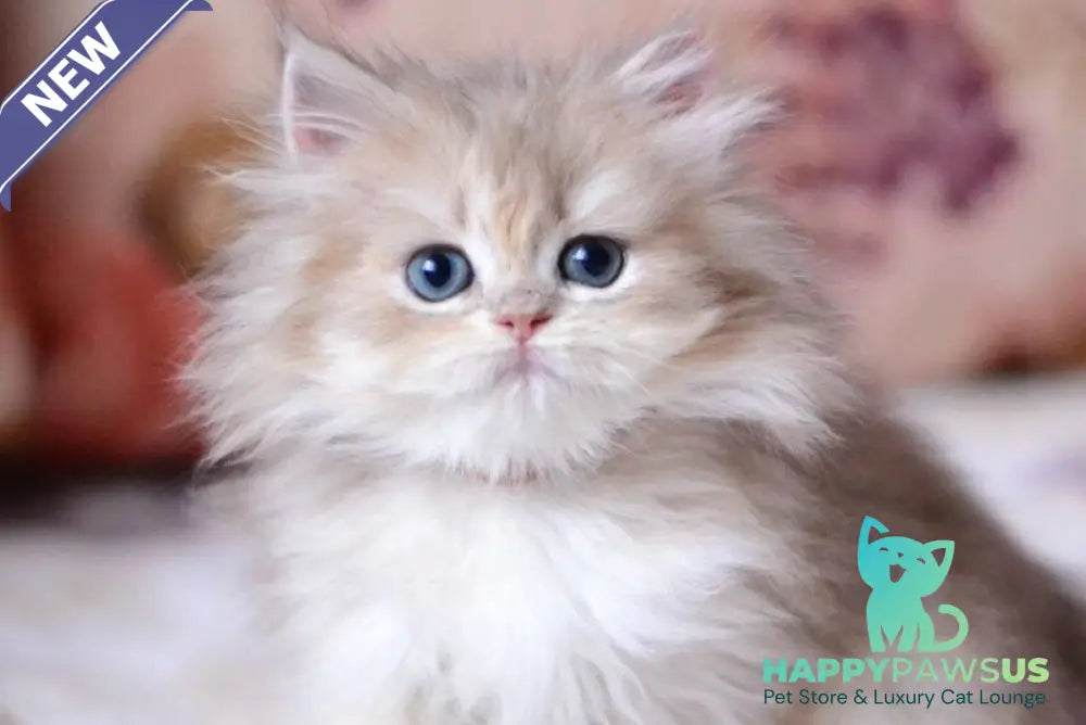 Gloria British Longhair female blue golden shaded - live animals