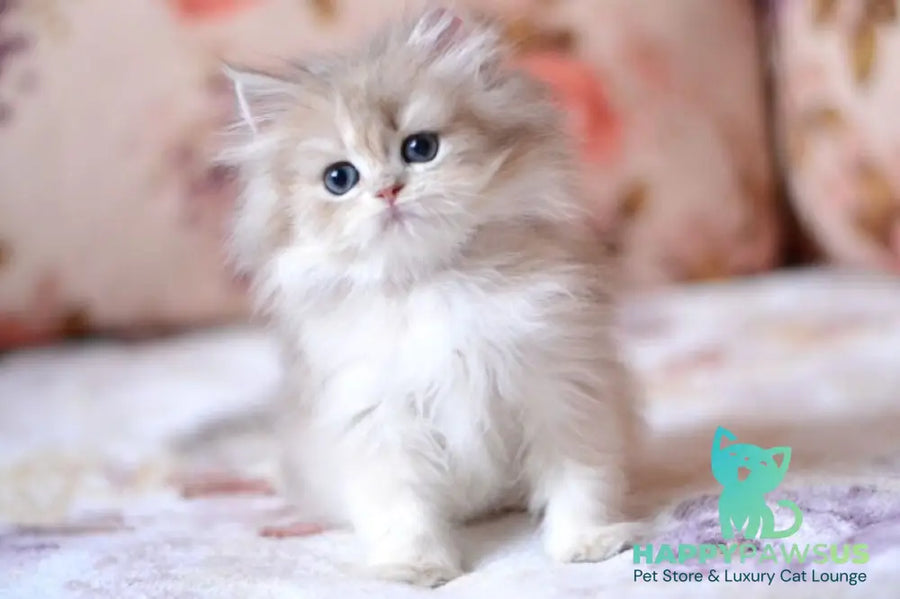 Gloria British Longhair female blue golden shaded - live animals