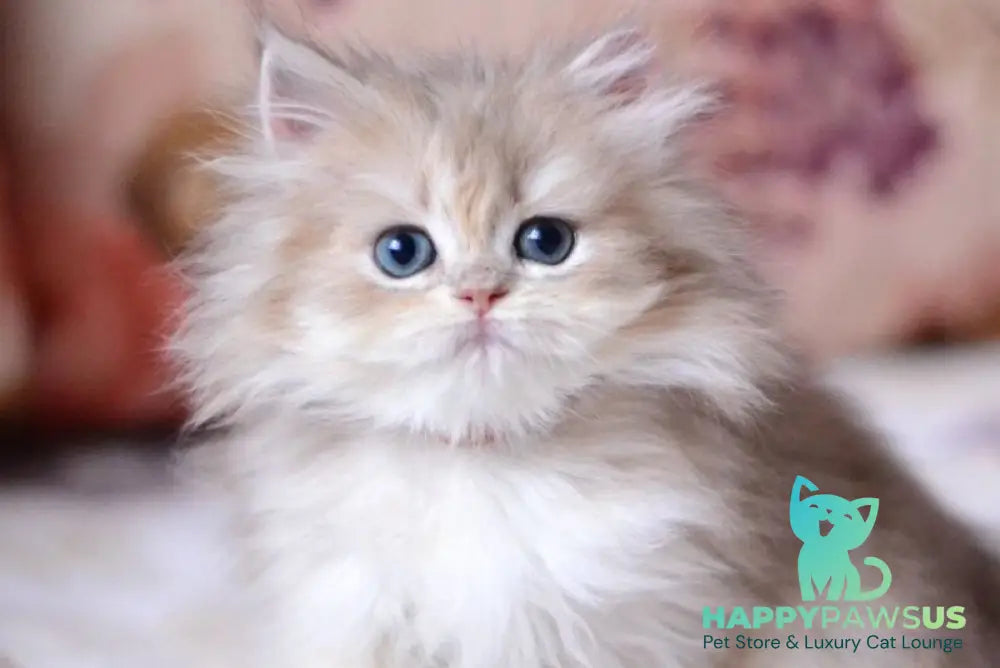 Gloria British Longhair female blue golden shaded - live animals